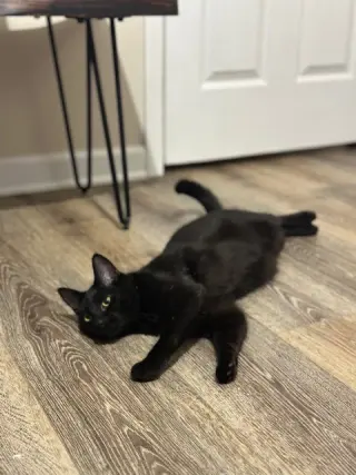 Scar