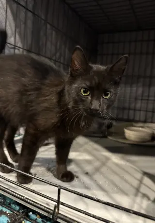 Scar