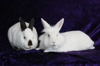 Sugar & Wrigley (bonded pair)
