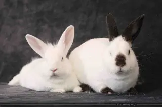Sugar & Wrigley (bonded pair)