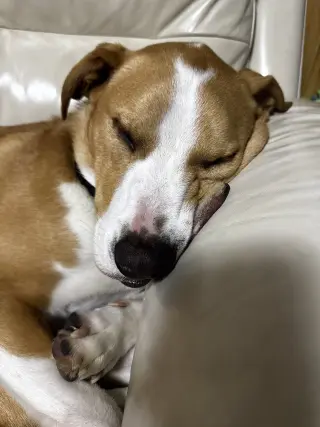TEDDY