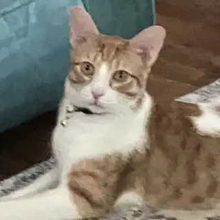 Butterball