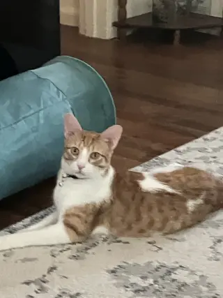 Butterball