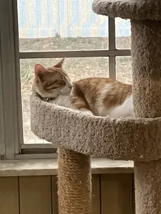 Butterball