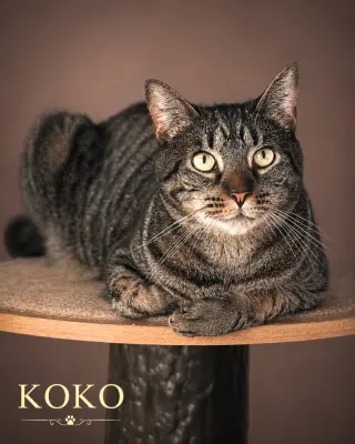 Koko (FCID# 03/31/2025-401)
