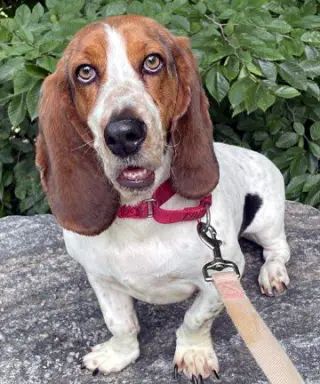 LUCY aka LULA