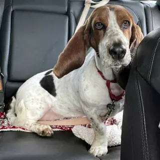 LUCY aka LULA