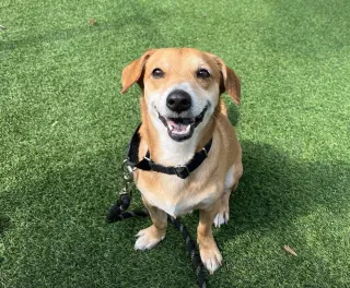 Sparky *ADOPTION FEE WAIVED*