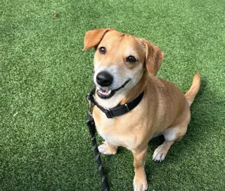 Sparky *ADOPTION FEE WAIVED*