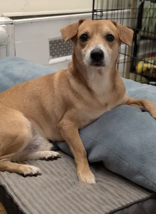 Sparky *ADOPTION FEE WAIVED*