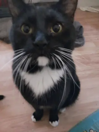 BIG BOY