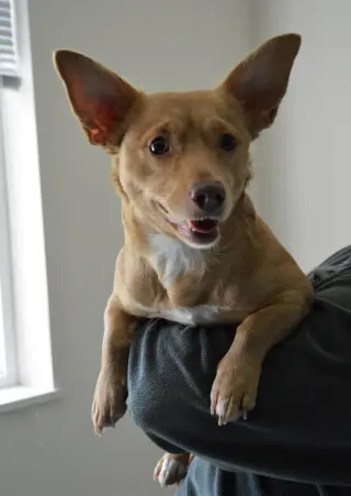Mia, A Corgi-Dachshund mix