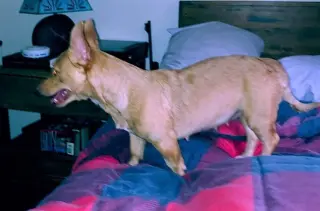 Mia, A Corgi-Dachshund mix