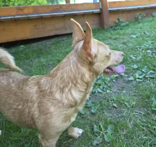 Mia, A Corgi-Dachshund mix