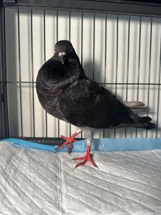 Sammy