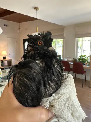 Sammy