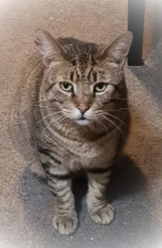 Catsanova