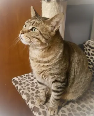 Catsanova