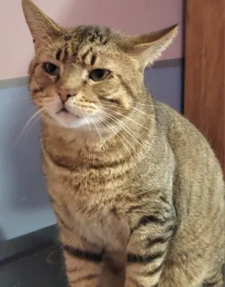 Catsanova