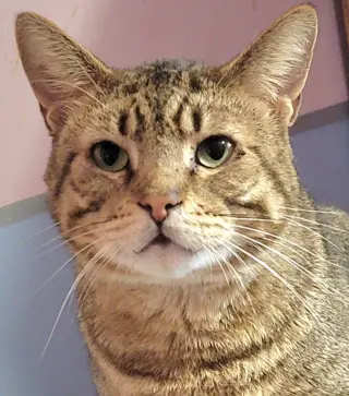 Catsanova