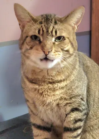 Catsanova