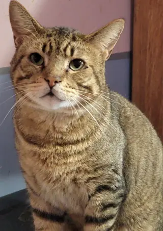 Catsanova