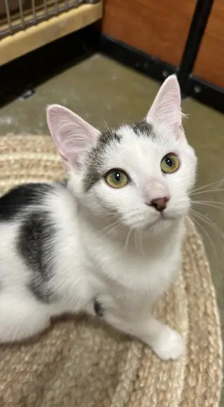 Kenai