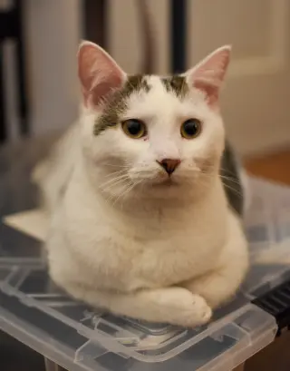 Kenai