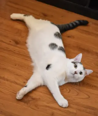 Kenai