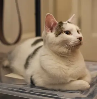 Kenai