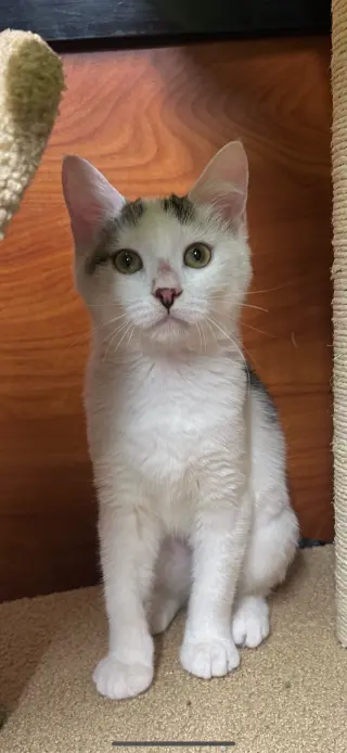Kenai
