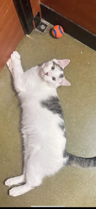 Kenai