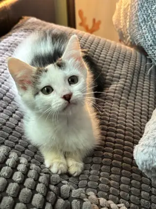 Kenai