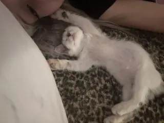 Kenai