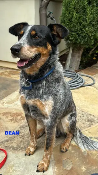 BEAN