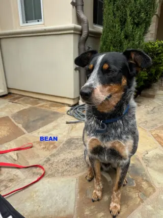 BEAN