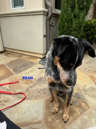 BEAN