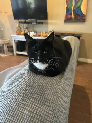Daisy