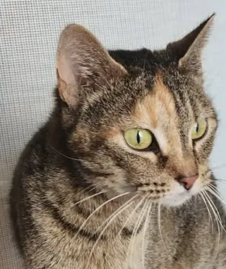 Moka