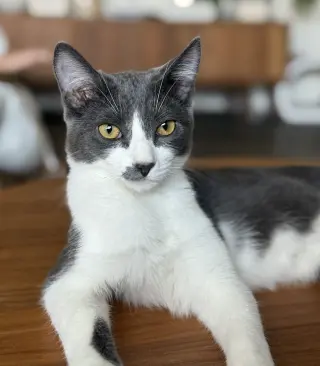 Denali