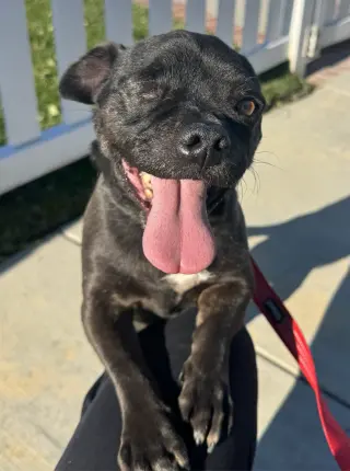One eyed Oreo