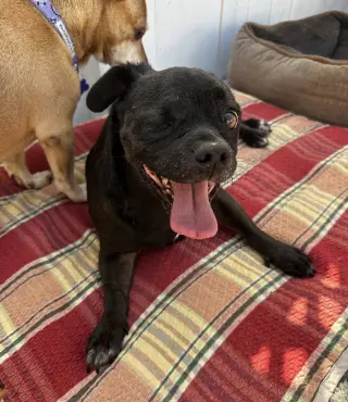 One eyed Oreo
