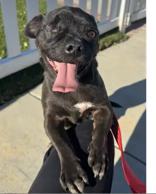 One eyed Oreo