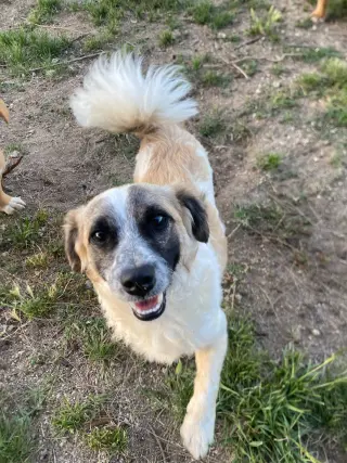 Otto