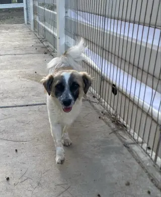 Otto