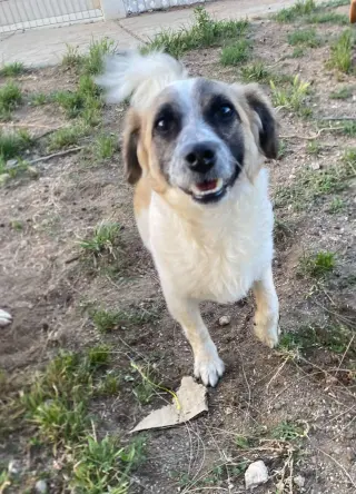 Otto
