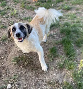 Otto