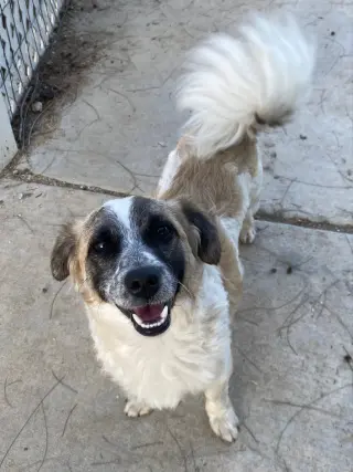 Otto