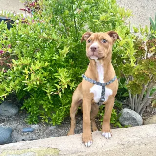 Amber
