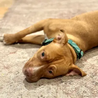 Amber
